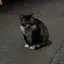 ぽぽのプロフィール画像