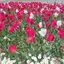 花菜のプロフィール画像