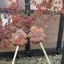 Fumikoのプロフィール画像