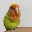 maimaiのプロフィール画像