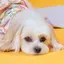 えびアボカドのプロフィール画像