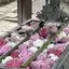 🌸のプロフィール画像