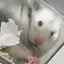 ぽのプロフィール画像