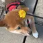 さっちんのプロフィール画像