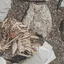 shiのプロフィール画像