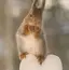 ことのプロフィール画像