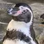 ネムネムのプロフィール画像