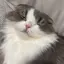 愛麻のプロフィール画像