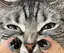 餅のプロフィール画像