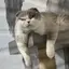 Cのプロフィール画像