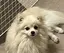オカピのプロフィール画像