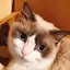 みむのプロフィール画像