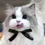 Ｓのプロフィール画像