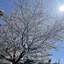 ショウのプロフィール画像