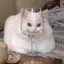 ✩のプロフィール画像