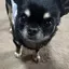 あゆちのプロフィール画像