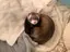 サクラのプロフィール画像