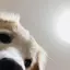 りんのプロフィール画像