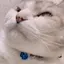 ちゃのプロフィール画像