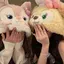ᴗ ̫ ᴗのプロフィール画像