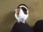 cheyのプロフィール画像
