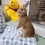ゆりのプロフィール画像