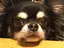 千代丸のプロフィール画像