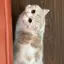 mioのプロフィール画像