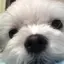 まるるのプロフィール画像