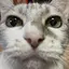 にゃんのプロフィール画像