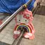 ごはんのプロフィール画像