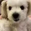 まるのプロフィール画像