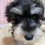 chiiiのプロフィール画像