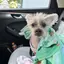 ANGELAのプロフィール画像
