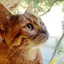 ねこのプロフィール画像