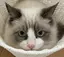 Rのプロフィール画像