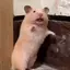 ふなっきーのプロフィール画像