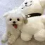 ねねちゃんのプロフィール画像