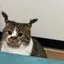 ^ .  ̫ . ^のプロフィール画像