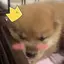 shinomiのプロフィール画像