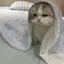 ☆のプロフィール画像