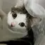 泉のプロフィール画像