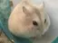 モーリーファンタジー後藤のプロフィール画像