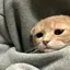 Hiiのプロフィール画像