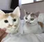 ちくわのプロフィール画像