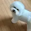みゅのプロフィール画像