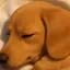 🐶ロロ🐶のプロフィール画像