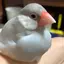 にこりのプロフィール画像