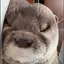カオチのプロフィール画像