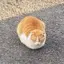空のプロフィール画像